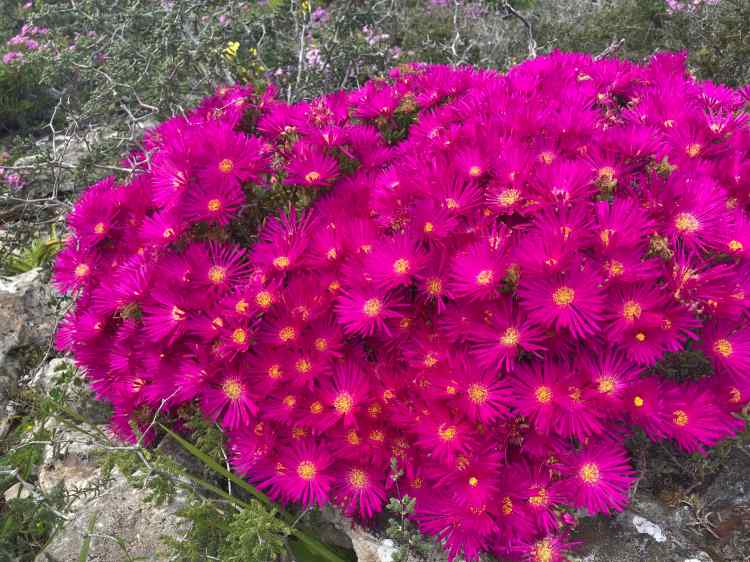 Wild flowers at West Coast NP