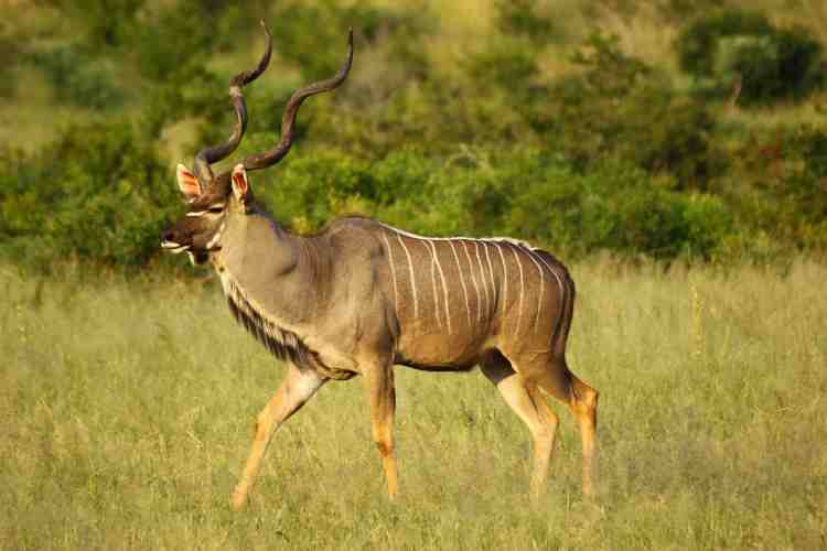 Kudu bull, such a majestic beauty